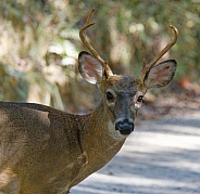 White tail deer