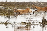 Red Lechwe running from danger - Botswana