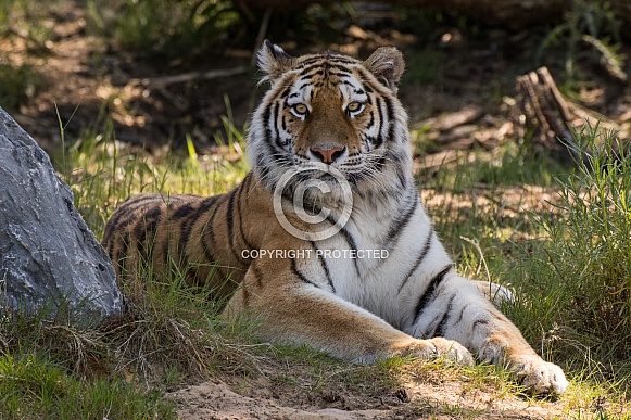 Siberian Tigress (Panthera Tigris Altaica)