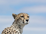 Cheetah