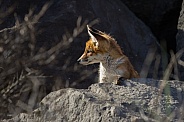 Red fox cubs in nature