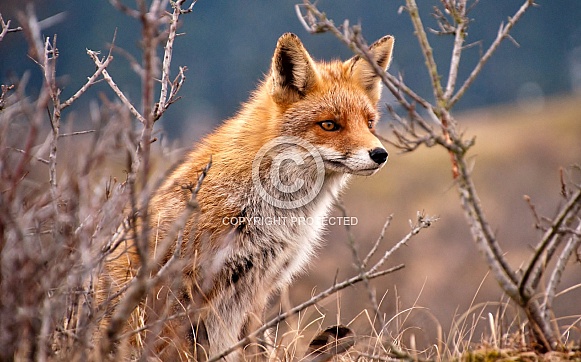 Red Fox