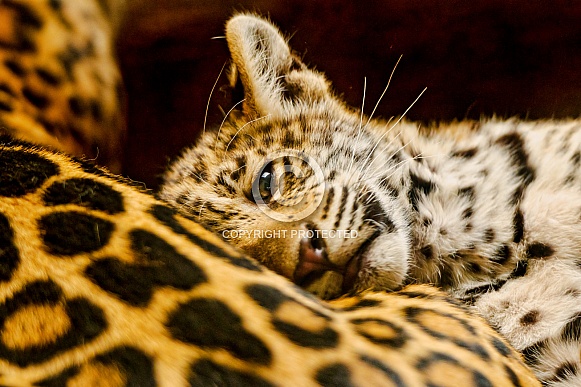Leopard Cub