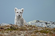 Arctic fox