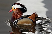 Mandarin Duck - Japan