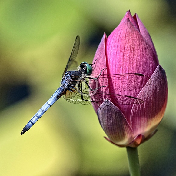Blue Dasher Dragonfly-Blue Dasher on Pink