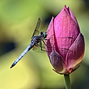 Blue Dasher Dragonfly-Blue Dasher on Pink