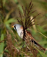 Bearded Tit (Reedling)
