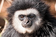 Lar Gibbon Face Shot Close Up