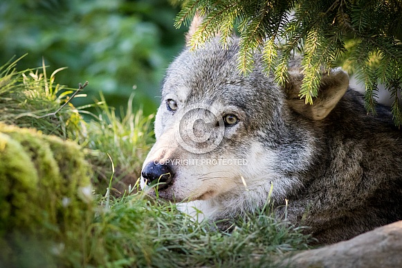 Wolf Wolf