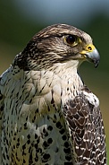 Peregrine falcon portrait