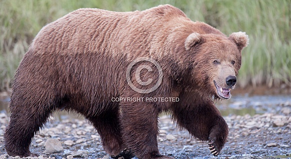 Wild Alaskan Brown Bear Wild Alaskan Brown Bear
