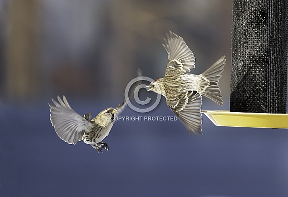 Common Redpolls arguing at the Bird Feeder