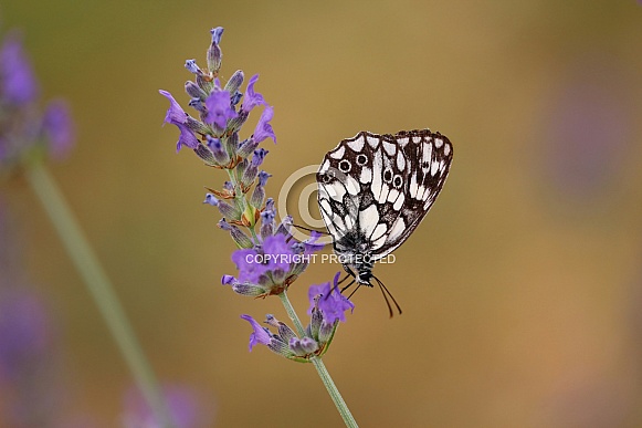 Marbled White Butterfly On Lavender