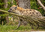 Spotted Hyena carrying palm fran in mouth