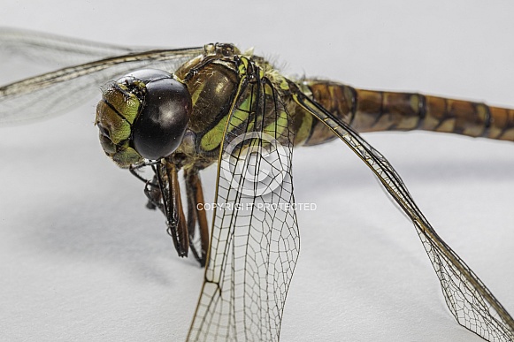 Darner Daragonfly Closeup in Alaska Darner Daragonfly Closeup in Alaska