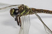 Darner Daragonfly Closeup in Alaska