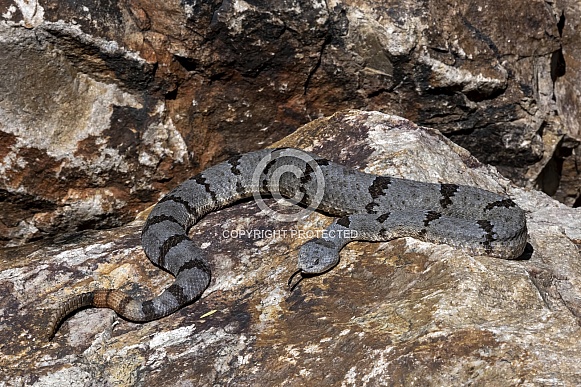Banded Rock Rattlesnake