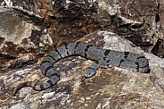 Banded Rock Rattlesnake
