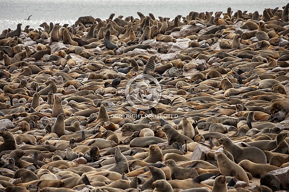 Cap Fur Seals - Cape Cross - Namibia