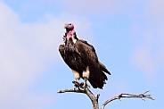 Vulture Lappet Faced