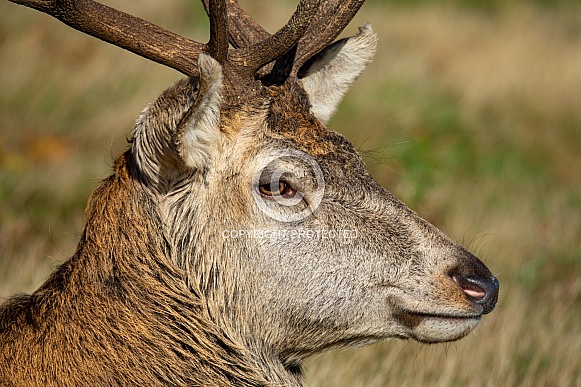 Red Deer