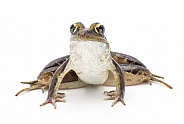 Southern leopard frog - Lithobates sphenocephalus or Rana sphenocephala - isolated on white background front profile view up high showing under belly