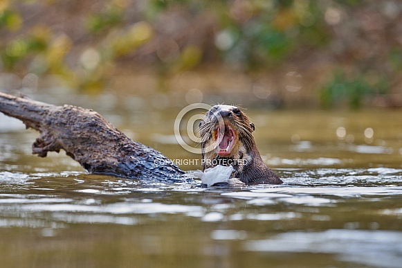 Giant river otter in the nature habitat