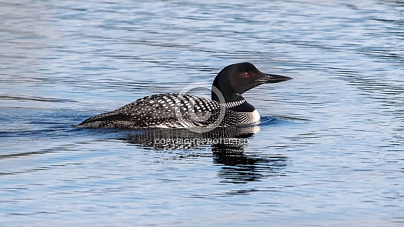 Common Loon in Alaska