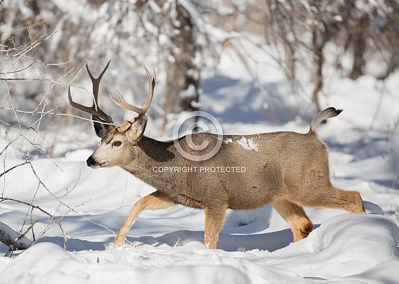 Mule deer, Odocoileus hemionus, Cervidae