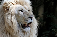 White Lion