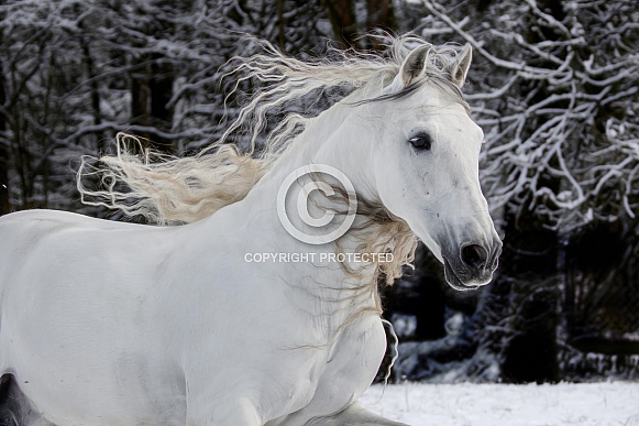 Andalusian Horse