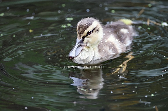 cute little duckling