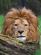 African Lion