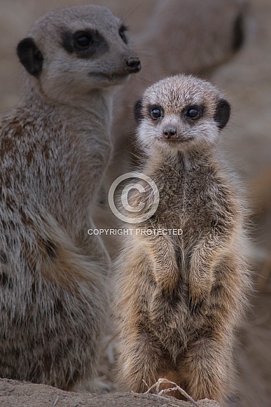 Baby Meerkat