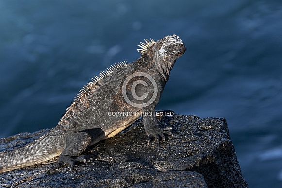 Galapagos Marine Iguana - Fernandina - Galapagps Islands Galapagos Marine Iguana - Fernandina - Galapagps Islands