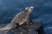 Galapagos Marine Iguana - Fernandina - Galapagps Islands