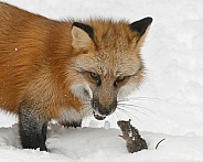 Red Fox-Name This Photo