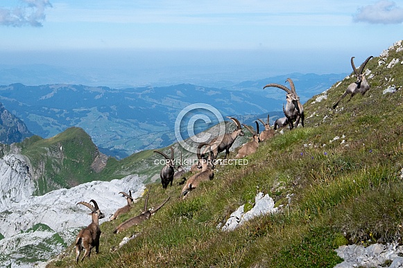 Alpine Ibex