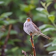 Male White-crowned Sparrow in Alaska