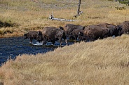 Bison herd crossing the Nez Perce Creek