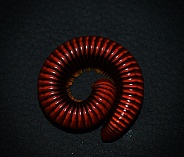 Madagascan Fire Millipede