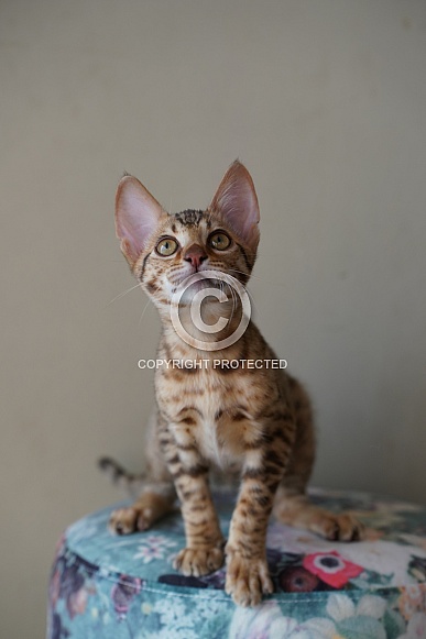 Savannah Cat