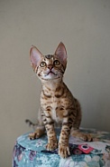Savannah Cat