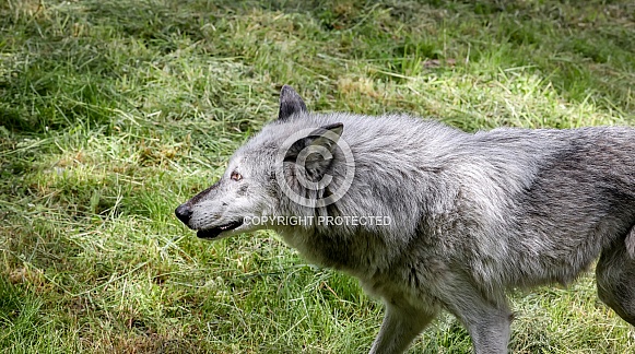 Tundra Grey Wolf Tundra Grey Wolf