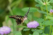 Tailed Jay Butterfly