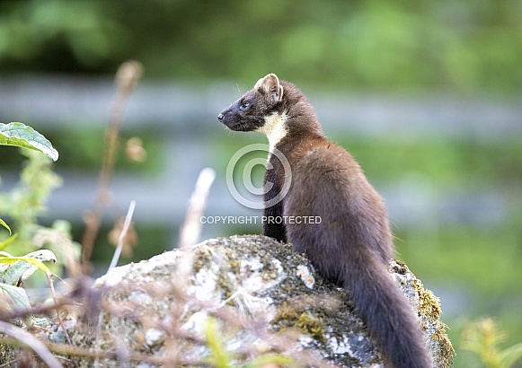 Pine Marten