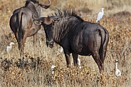 Blue Wildebeest - Namibia