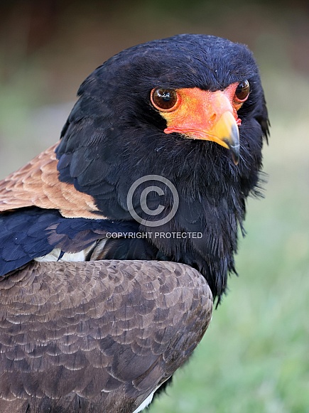 Bateleur (Terathopius ecaudatus) Bateleur (Terathopius ecaudatus)