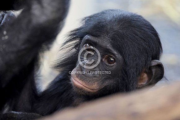 bonobo (Pan paniscus)